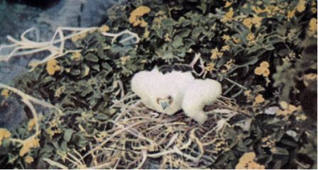 Зачарованные острова Галапагосы doc2fb_image_0200001B.jpg
