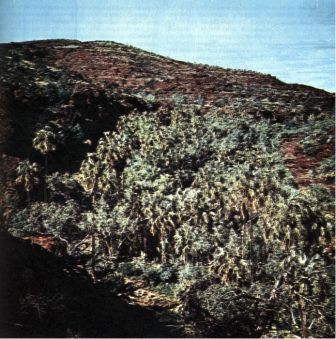 Австралия и острова Тихого океана _113.jpg
