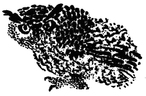 Рассказы и сказки i_042.png