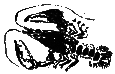 Рассказы и сказки i_082.png
