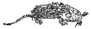 Рассказы и сказки i_094.png