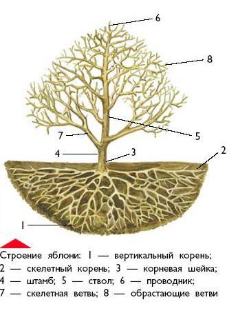 Яблоня i_004.jpg