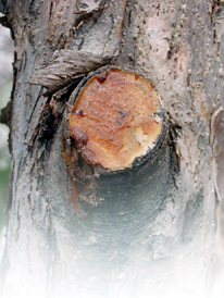 Яблоня i_051.jpg