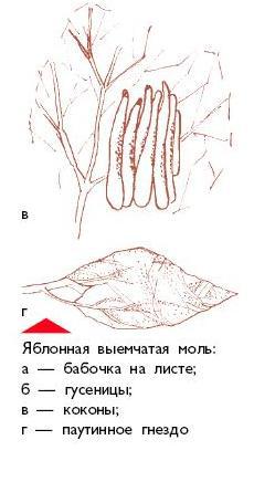 Яблоня i_057.jpg