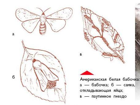 Яблоня i_058.jpg
