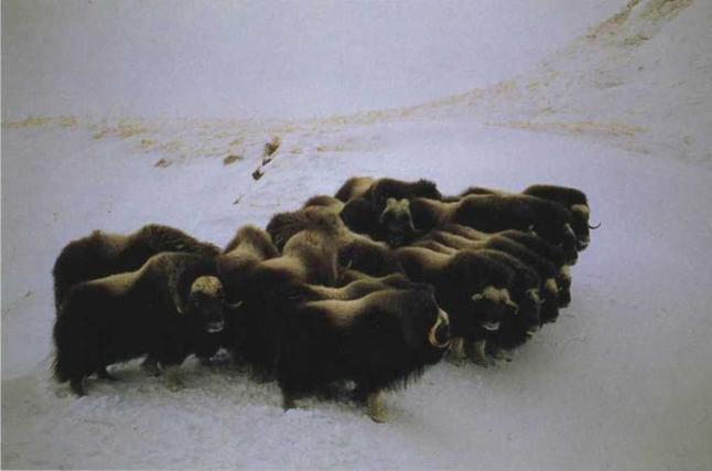 Удивительные животные. Мир животных (с илл.) i_098.jpg