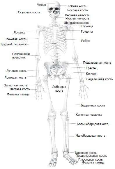Как избавиться от боли в спине i_001.jpg