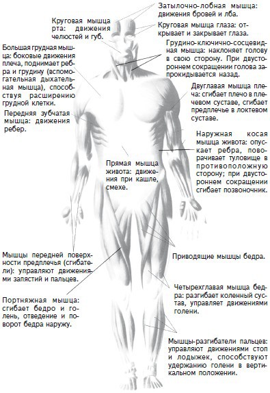 Как избавиться от боли в спине i_002.jpg