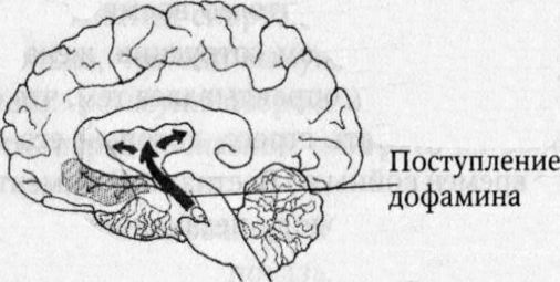 Мозг онлайн. Человек в эпоху Интернета i_008.jpg