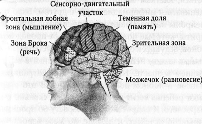 Мозг онлайн. Человек в эпоху Интернета i_002.jpg