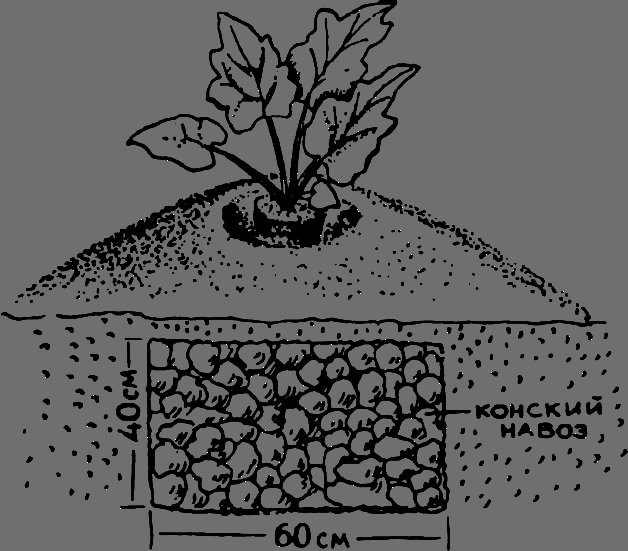 В Сибири - всегда с овощами image037.png