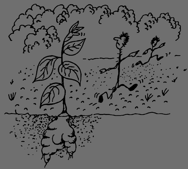 В Сибири - всегда с овощами image065.png