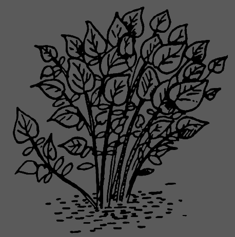В Сибири - всегда с овощами image071.png