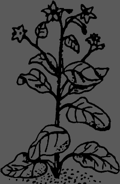 В Сибири - всегда с овощами image073.png