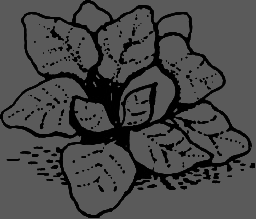 В Сибири - всегда с овощами image075.png