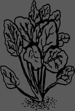 В Сибири - всегда с овощами image077.png