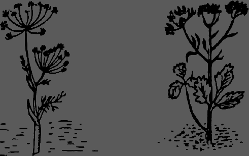 В Сибири - всегда с овощами image089.png