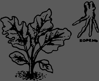 В Сибири - всегда с овощами image091.png