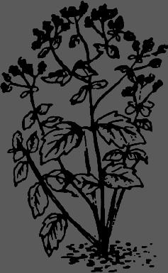 В Сибири - всегда с овощами image097.png