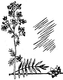 Родники здоровья _29.jpg