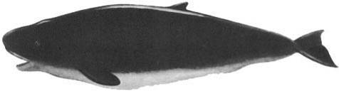 Кит doc2fb_image_02000023.jpg
