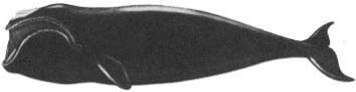 Кит doc2fb_image_02000024.jpg