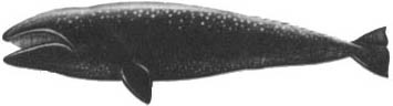 Кит doc2fb_image_02000025.jpg