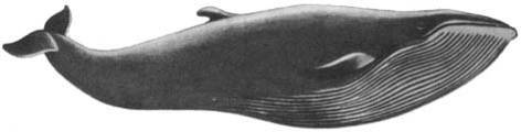 Кит doc2fb_image_02000026.jpg
