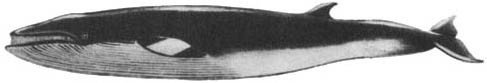 Кит doc2fb_image_02000029.jpg