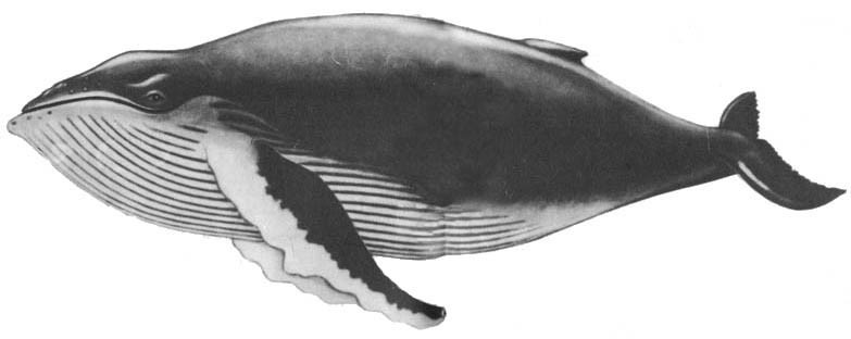 Кит doc2fb_image_02000035.jpg