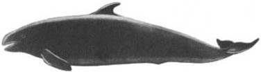 Кит doc2fb_image_0200003A.jpg