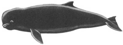Кит doc2fb_image_0200003B.jpg