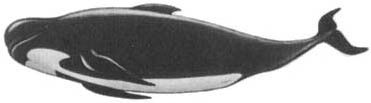 Кит doc2fb_image_0200003C.jpg