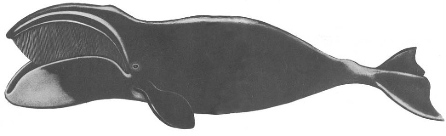 Кит doc2fb_image_0200003D.jpg