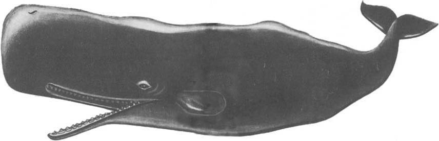 Кит doc2fb_image_0200003E.jpg