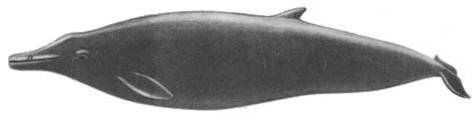 Кит doc2fb_image_02000042.jpg