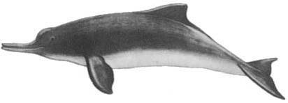 Кит doc2fb_image_02000043.jpg