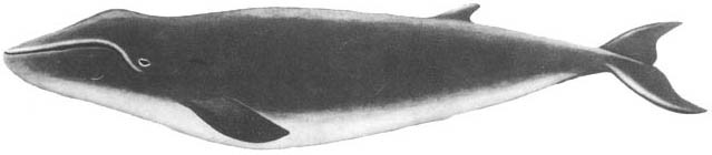 Кит doc2fb_image_02000046.jpg