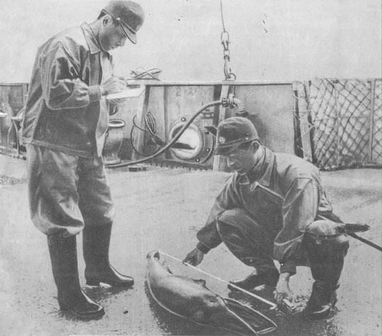 Кит doc2fb_image_0200005C.jpg