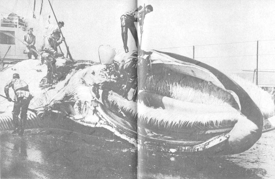 Кит doc2fb_image_0200006C.jpg