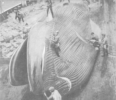 Кит doc2fb_image_0200006F.jpg