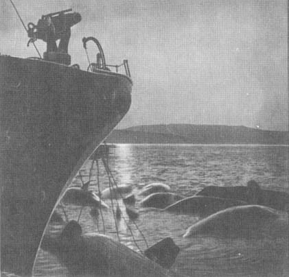 Кит doc2fb_image_02000070.jpg