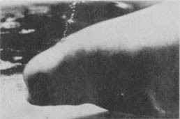 Кит doc2fb_image_0200007A.jpg