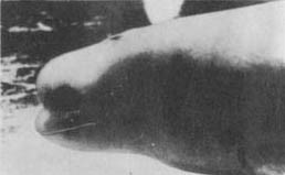 Кит doc2fb_image_0200007B.jpg