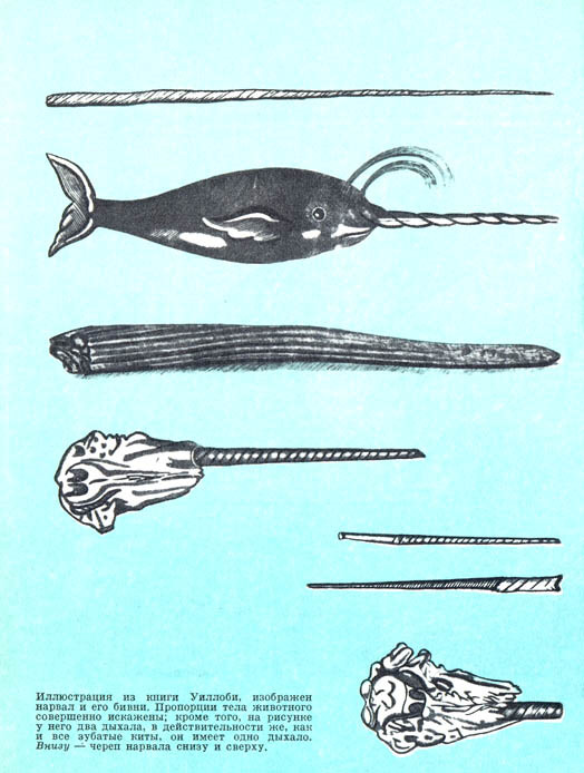 Кит doc2fb_image_02000081.jpg
