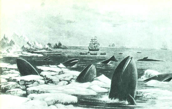 Кит doc2fb_image_02000084.jpg