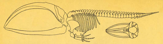 Кит doc2fb_image_02000012.jpg
