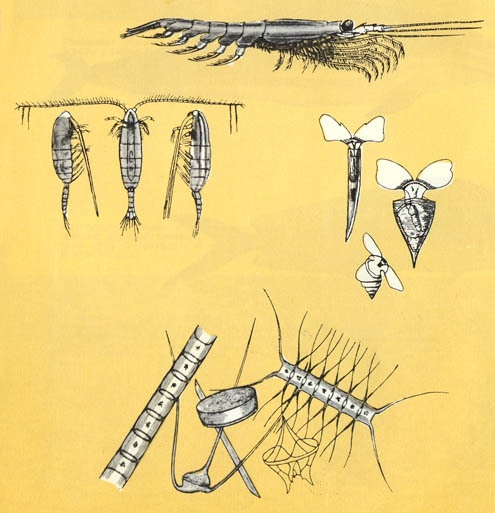 Кит doc2fb_image_02000013.jpg