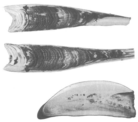 Кит doc2fb_image_0200001A.jpg