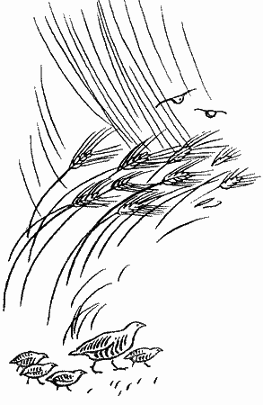Природа донского края i_025.png